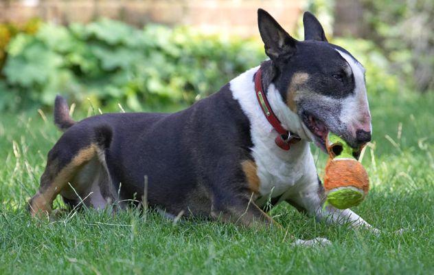 My favourite past time - destroying balls
Keywords: Tapa English bull terrier