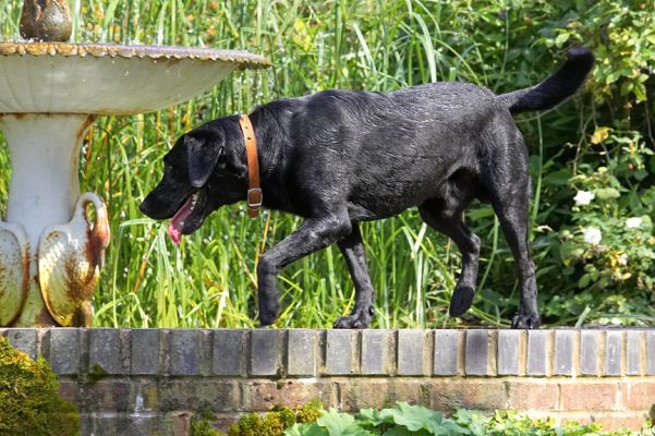 Look, an outdoor shower
Anahtar kelimeler: Harvey Black Labrador