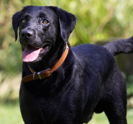 Go on, throw the  ball
Palabras clave: Harvey Black Labrador