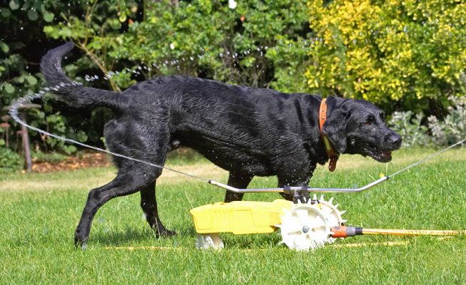 Look, I can have a shower and a drink at the same time
Palabras clave: Harvey Black Labrador