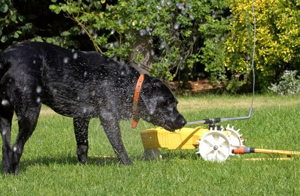I'll just go the source
Palabras clave: Harvey Black Labrador rain train