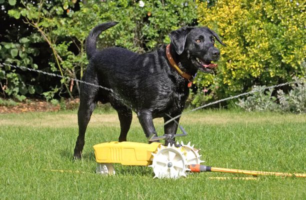 Hmmm, is it more fun over there?
Anahtar kelimeler: Harvey Black Labrador rain train