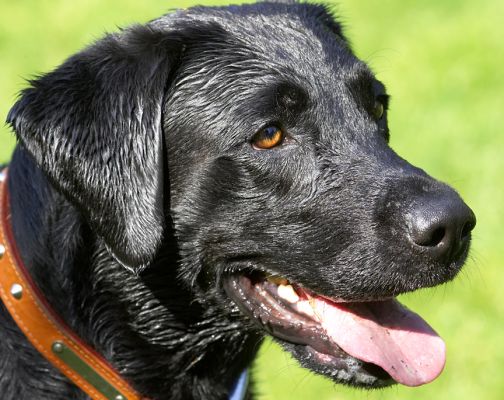 Look at my concentration
Klíčová slova: Buddy Black Labrador