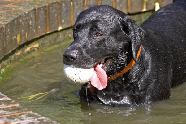 I prefer the bath to the shower
Słowa kluczowe: Buddy Black Labrador