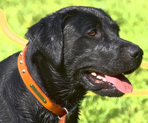 Don't I look handsome in my new collar
Palabras clave: Buddy Black Labrador