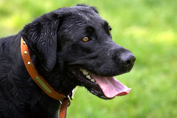 And I'm just as handsome in my new collar
Palabras clave: Harvey Black Labrador