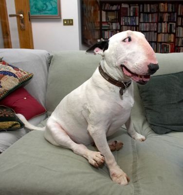 Keeping an eye on things
Anahtar kelimeler: Kiko English Bull Terrier