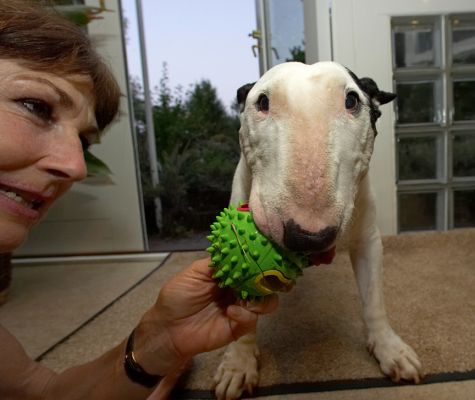 I am NOT letting go of this ball
Λέξεις-κλειδιά: Kiko English Bull Terrier