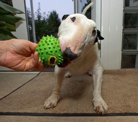 Keep pulling, I'm hanging on to my ball
Anahtar kelimeler: Kiko English Bull Terrier