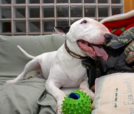 But I'll give it a rest if food is available!
Słowa kluczowe: Kiko English Bull Terrier