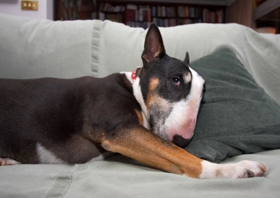 This is much more comfy than the kennel
Anahtar kelimeler: Tapa English Bull Terrier