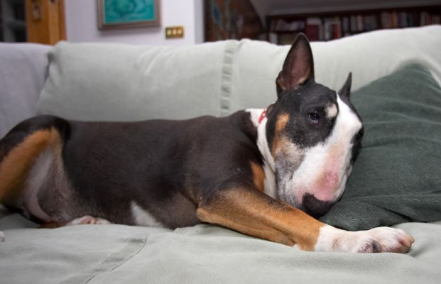 I'm not moving
Ključne besede: Tapa English Bull Terrier