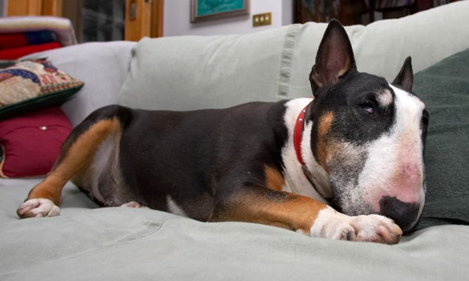 I'm watching you
Keywords: Tapa English Bull Terriers