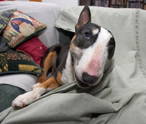 Peep-bo
Trefwoorden: Tapa English Bull Terrier