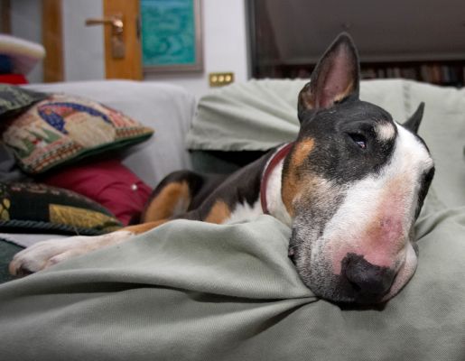 It's too hot to play
Klíčová slova: Tapa English Bull Terrier
