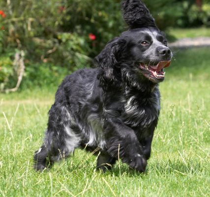 Here I come
Keywords: Bracken Cocker Spaniel