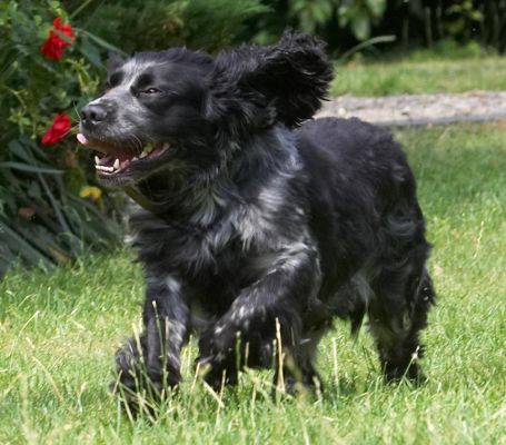 I love the wind through my ears
Anahtar kelimeler: Bracken Cocker Spaniel