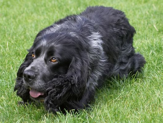 Phew, I need to rest now
Ključne besede: Bracken Cocker Spaniel