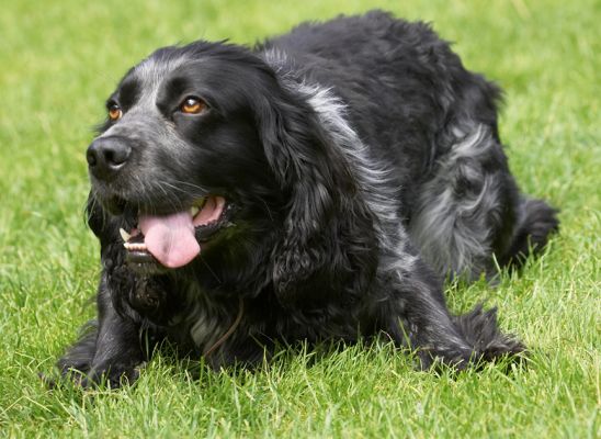 I'm just pooped
Palabras clave: Bracken Cocker Spaniel