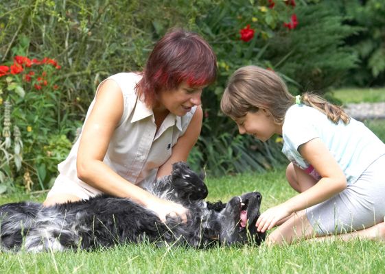 A massage, two lovely ladies - wayhay!
Anahtar kelimeler: Bracken Cocker Spaniel Beata Kasia