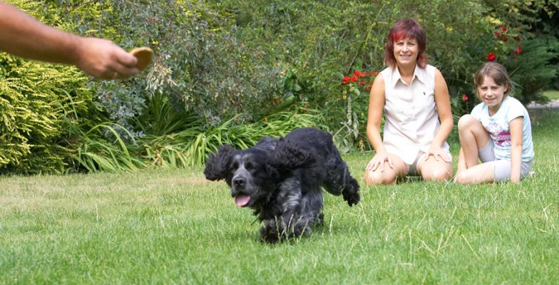 Sorry, girls, I've seen a cookie
Ключові слова: Bracken Cocker Spaniel