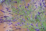 ZJuly-21-2007-0097.jpg