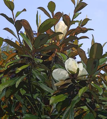 Magnolias
Słowa kluczowe: Magnolia