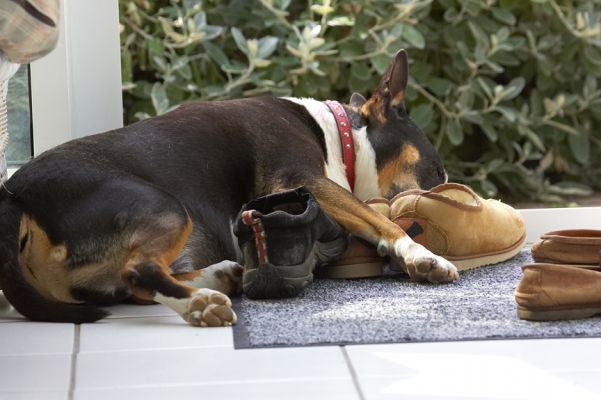 This smell sends me straight to sleep!
Λέξεις-κλειδιά: Tapa English Bull Terrier slippers