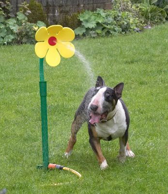 This is better
Palabras clave: Tapa English Bull Terrier daisy