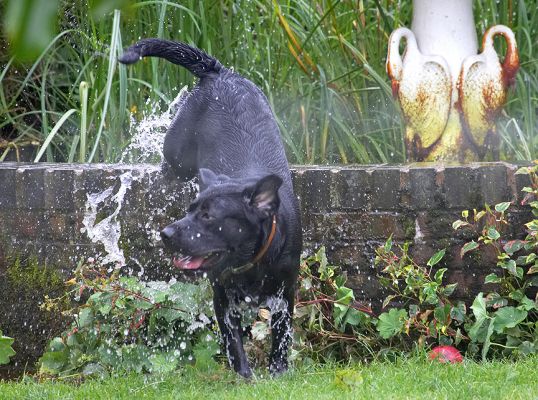 Where's that ball
Buddy loves jumping into the fountain to cool off but will jump out immediately if the ball is thrown
Anahtar kelimeler: Buddy Black Labrador