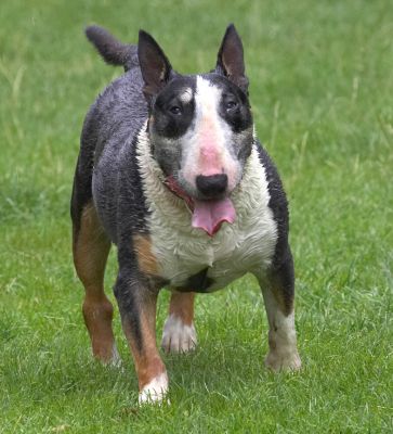 I'm exhausted after all that daisy chasing
Anahtar kelimeler: Tapa English Bull Terrier