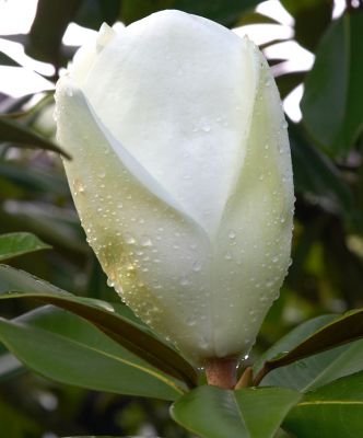Magnolia bud waiting to blossom
Anahtar kelimeler: Magnolia