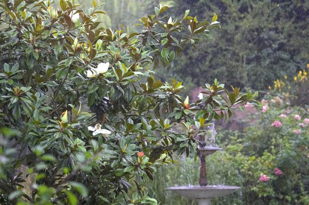 View of the front garden after a summer thunderstorm
Λέξεις-κλειδιά: Garden fountain magnolia