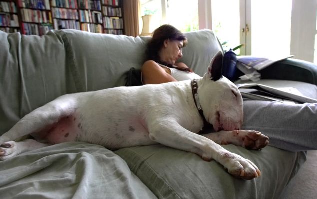 An afternoon nap
Avainsanat: Marjorie Kiko English Bull Terrier