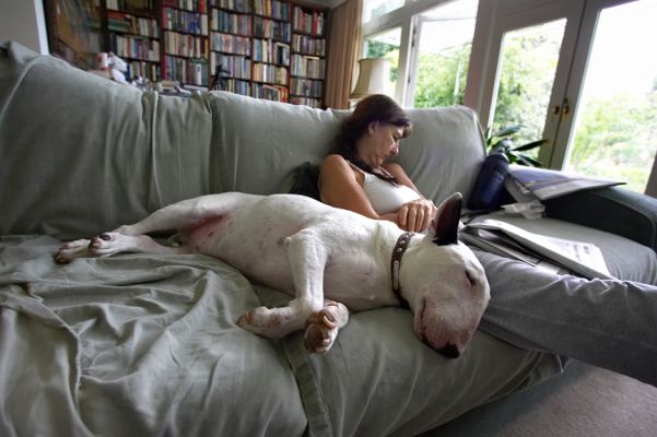 Sleeping through the thunderstorm
Ключові слова: Marjorie Kiko English Bull Terrier