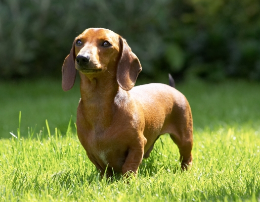 Wot we gonna do now?
Palabras clave: Remy Miniature Daschund