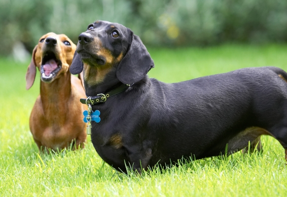 We're ready
Ključne besede: Louis Remy Miniature Daschund