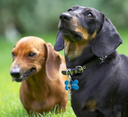 What about me?
Palabras clave: Louis Remy Miniature Daschund