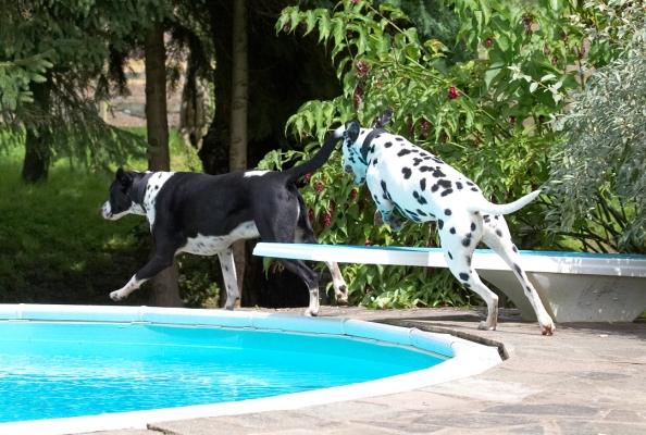 Follow my leader
Klíčová slova: Lem Pip Dalmatian Labrador