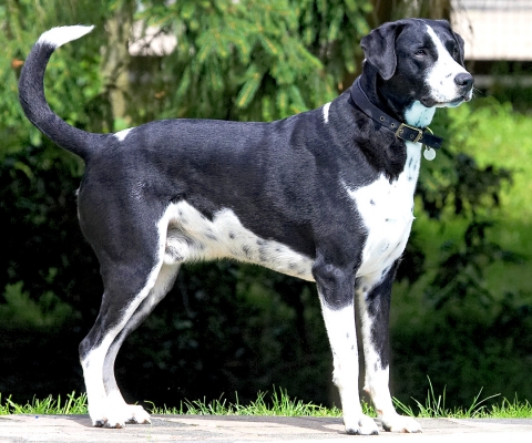 Waiting for action
Palabras Clave: Lem Dalmatian Labrador