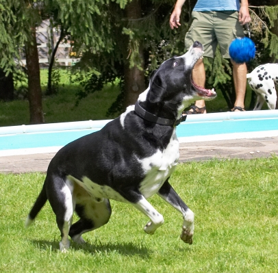 I got it
Palabras clave: Lem Dalmatian Labrador