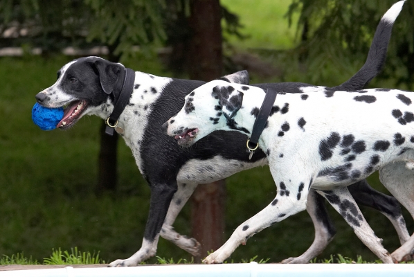 I want one of those
الكلمات الإستدلالية(لتسهيل البحث): Lem Pip Dalmatian Labrador