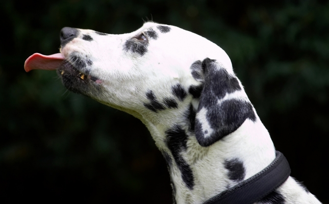 Yummmmmmm
Keywords: Pip Dalmatian tongue