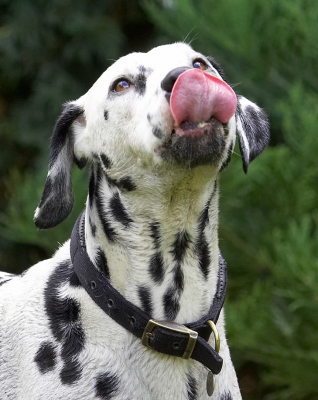 This is soooooooo yummy
Palabras clave: Pip Dalmatian tongue