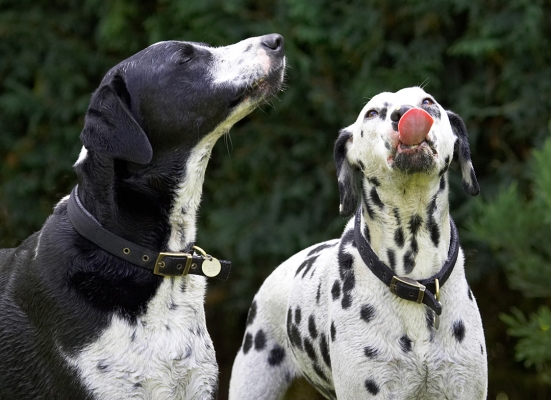Fun, play and fooooooooood
Mots-clés: Lem Pip Dalmatian Labrador tongue