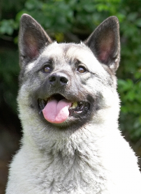 Wassup!
Palabras clave: Guinness Norwegian Elk Hound tongue