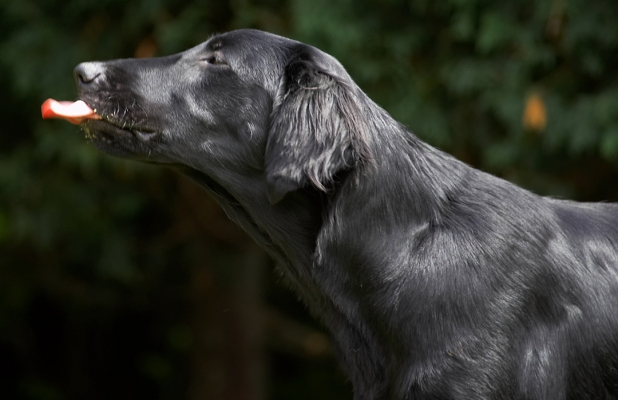 Yum, yum, yum
Palabras clave: Sophie Flat Coated Retriever tongue