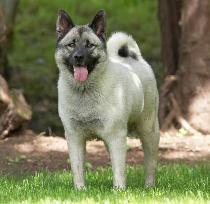 Whaddya mean, I'm supposed to be running around!
Anahtar kelimeler: Guinness Norwegian Elk Hound tongue