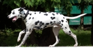 ZJuly-24-2007-0077.jpg
