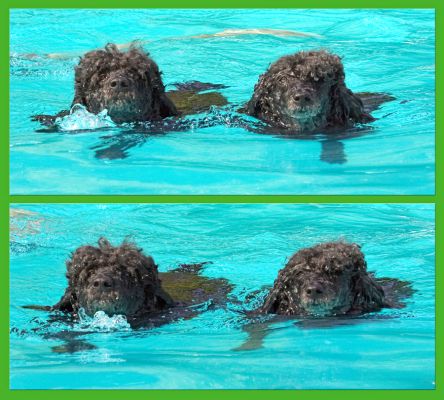 Synchronised swimming
Ключови думи: Bali India Miniature poodle
